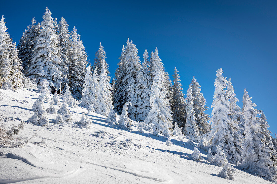 Snow-covered winter forest at Tegelberg in the Ammer Mountains, Schwangau, Allgäu, Bavaria, Germany