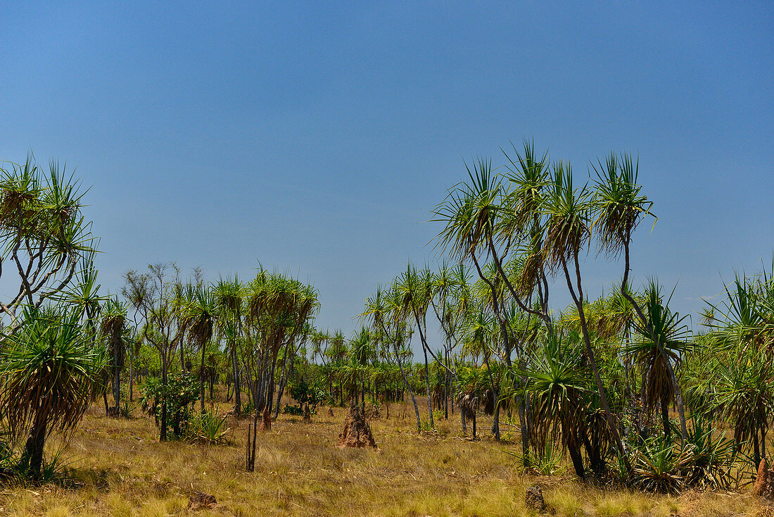 Palmen im Kakadu National Park, Jabiru, Northern Territory, Australien