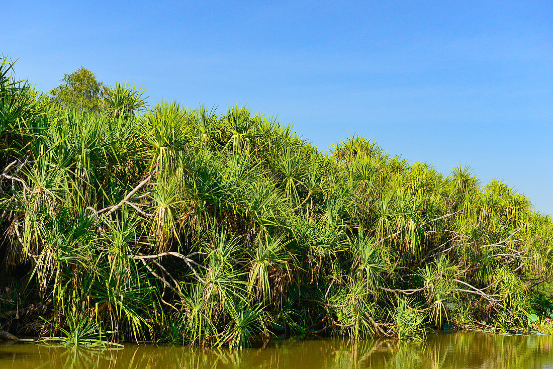 Palmen am Fluss und Ufervegetation, Cooinda, Kakadu National Park, Northern Territory, Australien