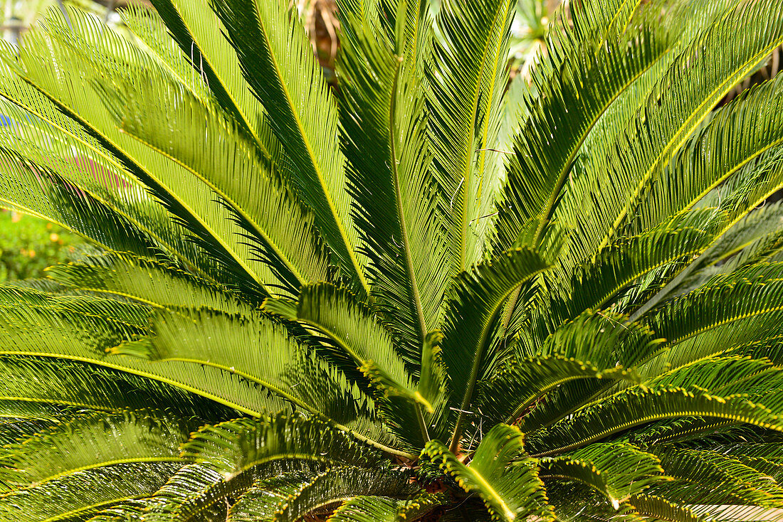 Close up view of a palm tree in Kakadu National Park, Cooinda, Northern Territory, Australia