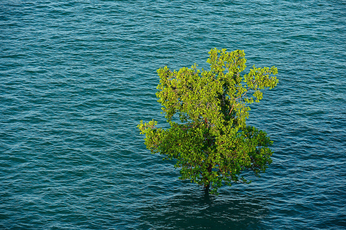 A tree in the sunlight stands in the sea, Darwin, Northern Territory, Australia