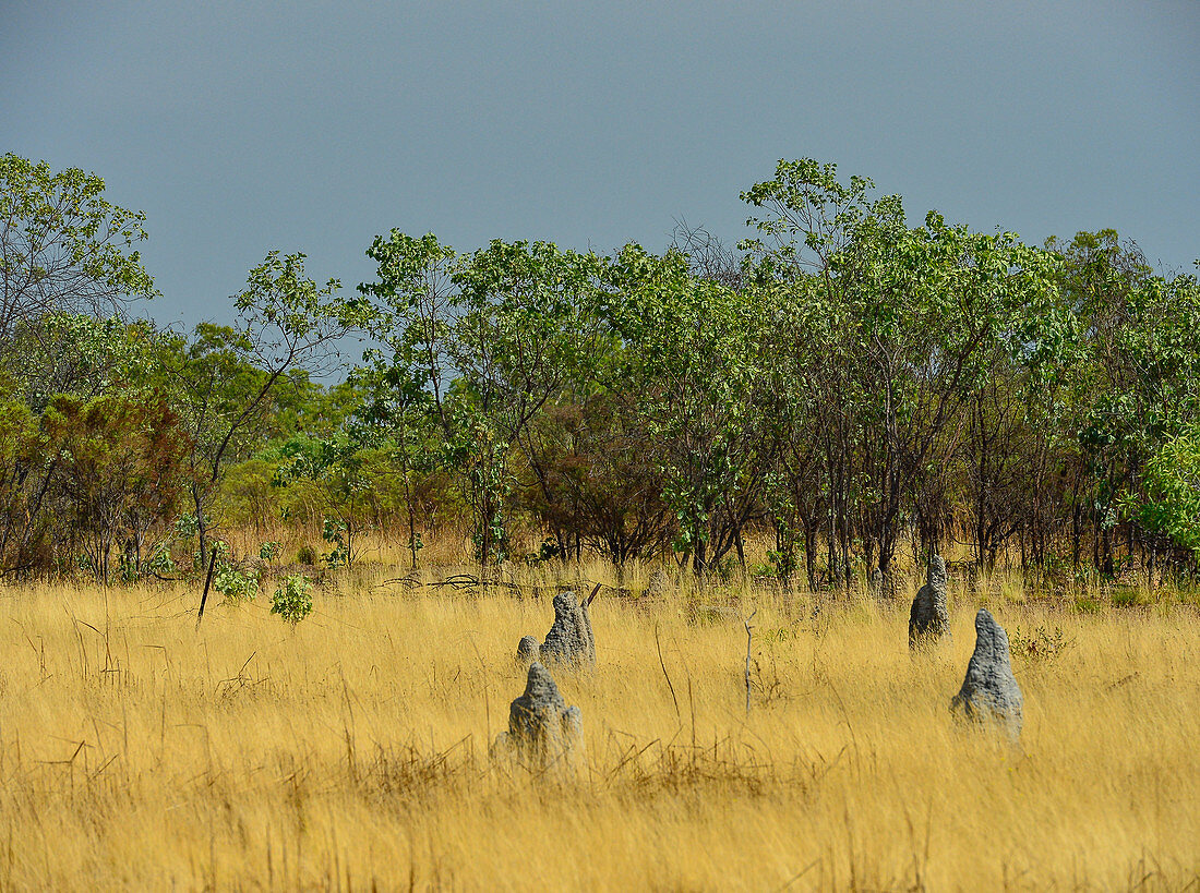 Termitenhügel in der trockenen Graslandschaft, Kakadu National Park, Jabiru, Northern Territory, Australien