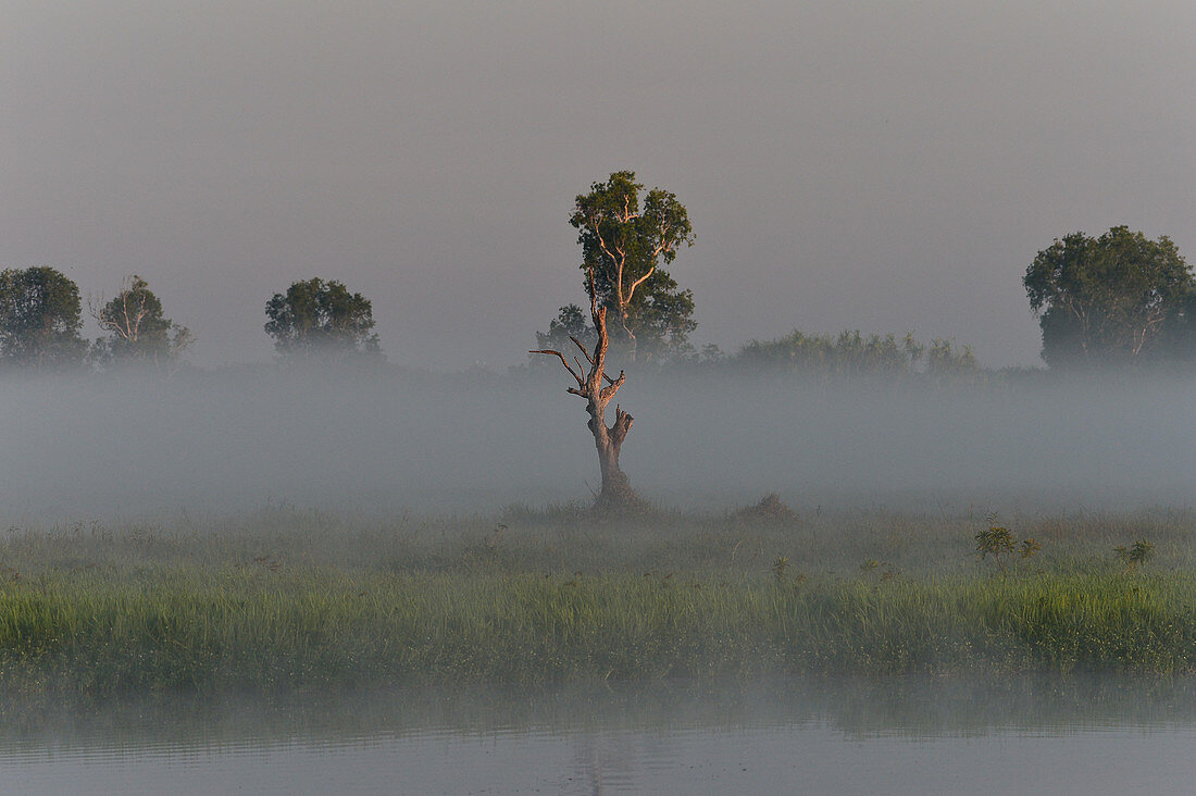 Morgenstimmung im Nebel am Fluss, Cooinda, Kakadu National Park, Northern Territory, Australien