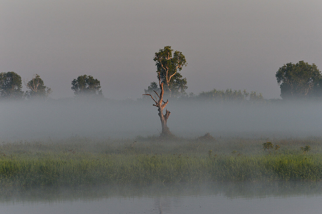 Morning mood in the fog by the river, Cooinda, Kakadu National Park, Northern Territory, Australia