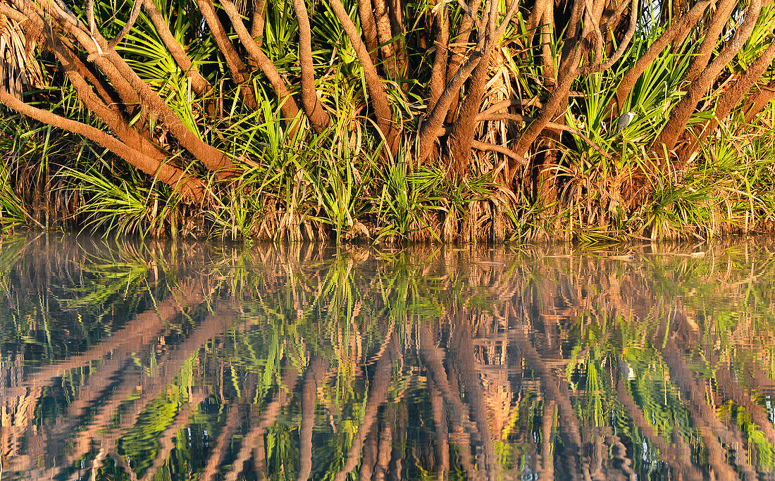 Reflection of a palm tree in the river, Cooinda, Kakadu National Park, Northern Territory, Australia