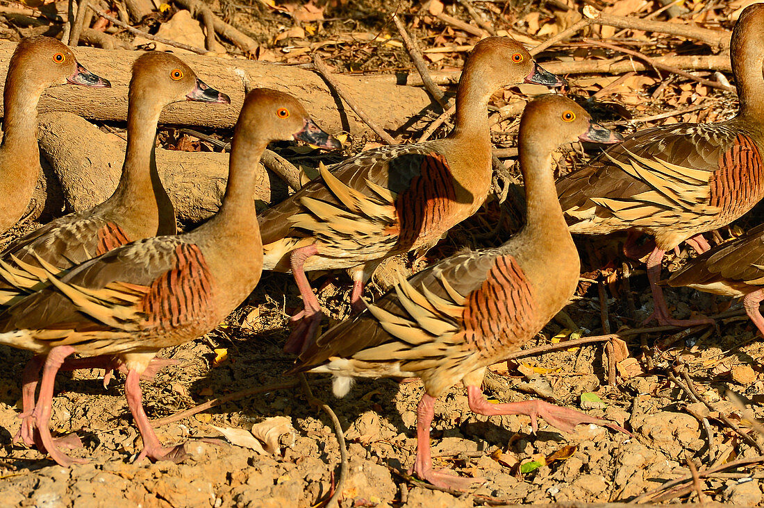Eine Gruppe Vögel im Schlamm am Flussufer, Cooinda, Kakadu National Park, Northern Territory, Australien