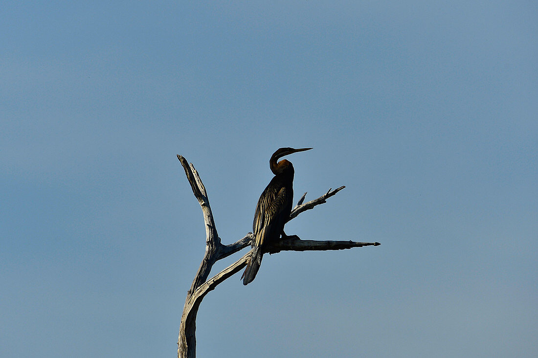 A bird sits on a dead tree, Cooinda, Kakadu National Park, Northern Territory, Australia
