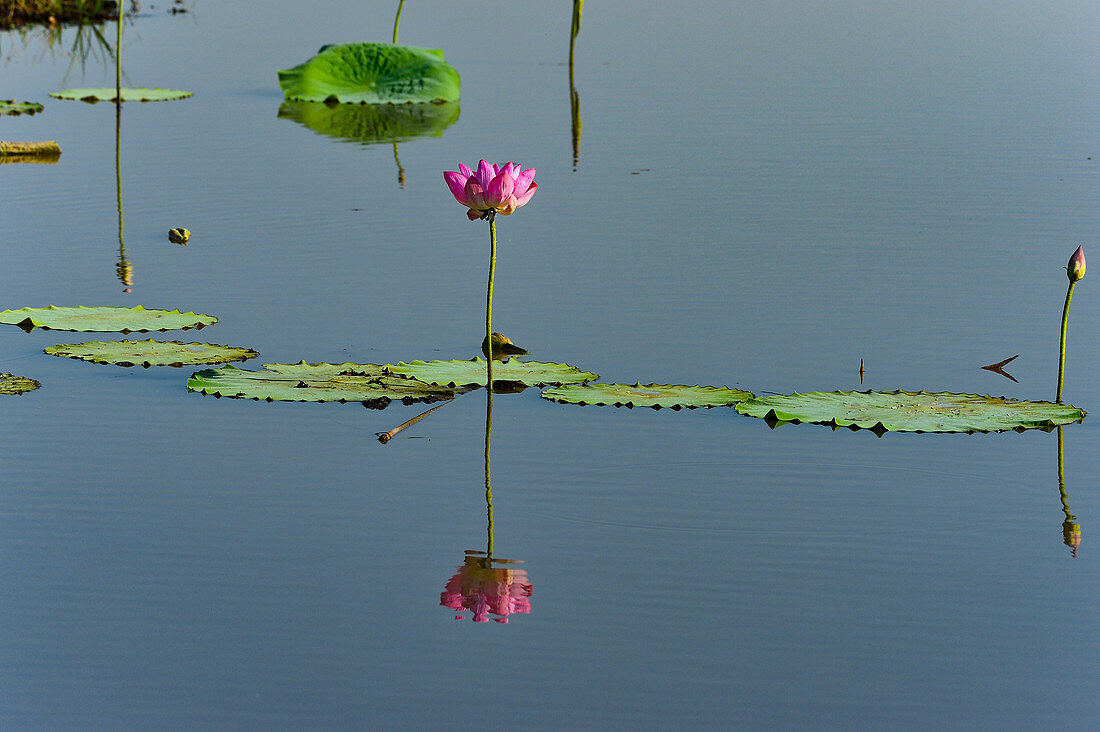 Lotus flower in the river, Cooinda, Kakadu National Park, Northern Territory, Australia