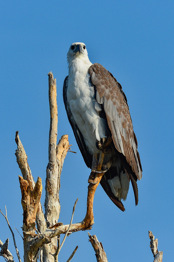 Eagle on a dead tree, Cooinda, Kakadu National Park, Northern Territory, Australia