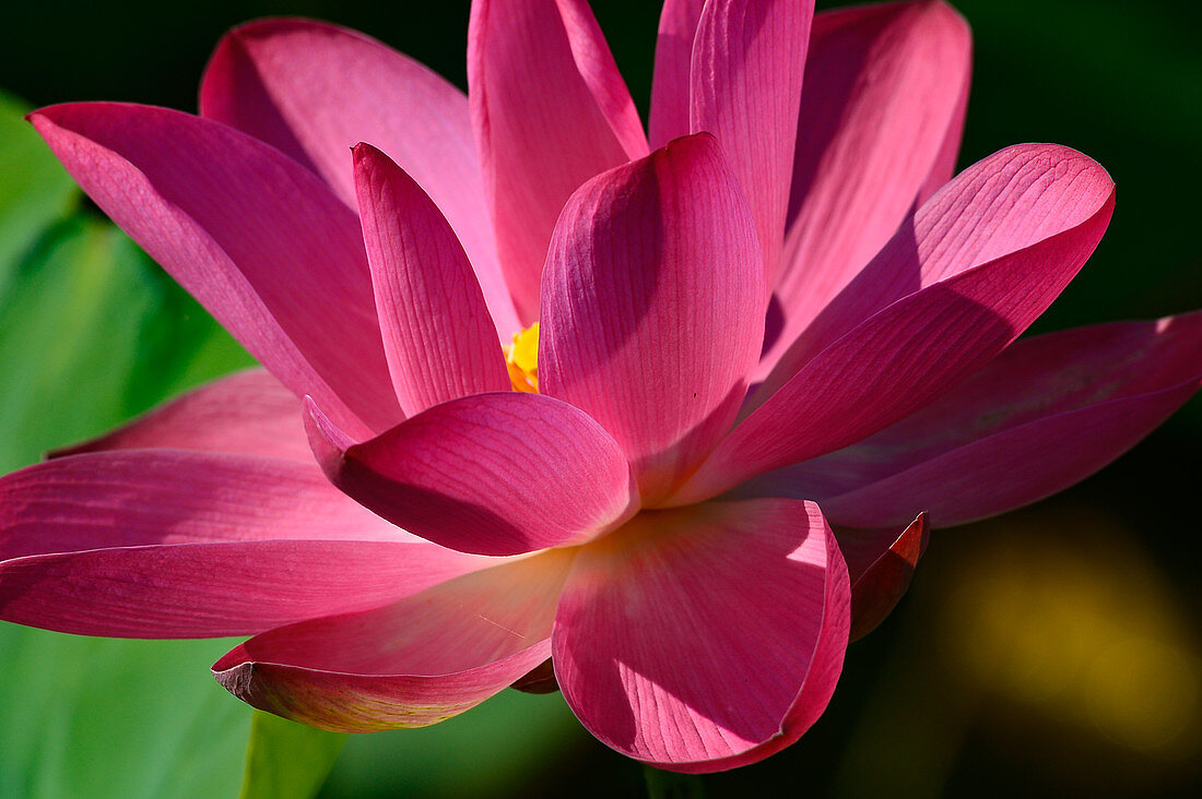 Lotus flower in the morning sun, Cooinda, Kakadu National Park, Northern Territory, Australia