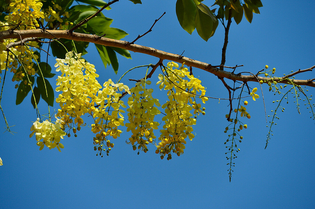 Gelbe Blüten eines Tropenbaumes vor tiefblauem Himmel, Cooinda, Kakadu National Park, Northern Territory, Australien