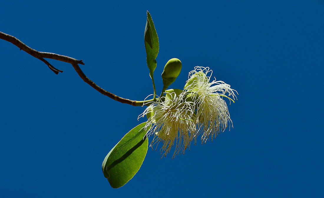 Tropische Blüte vor tiefblauem Himmel, Cooinda, Kakadu National Park, Northern Territory, Australien