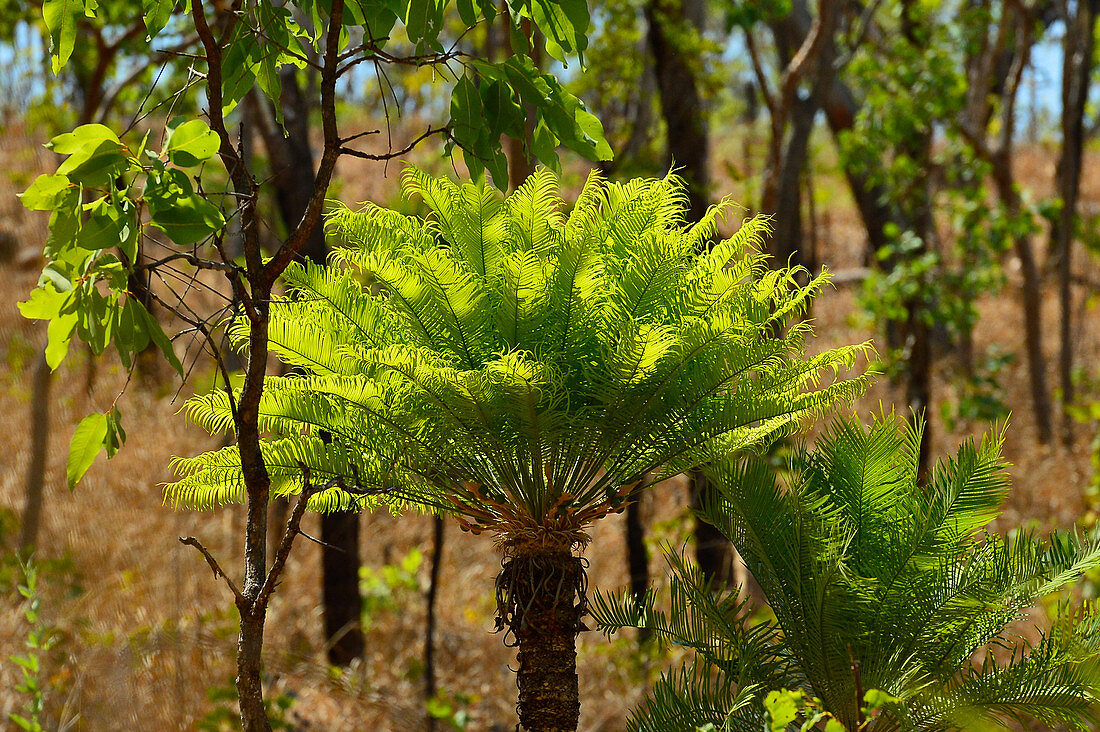Vom Sonnenlicht beschienene Palme im Outback, Litchfield National Park, Northern Territory, Australien