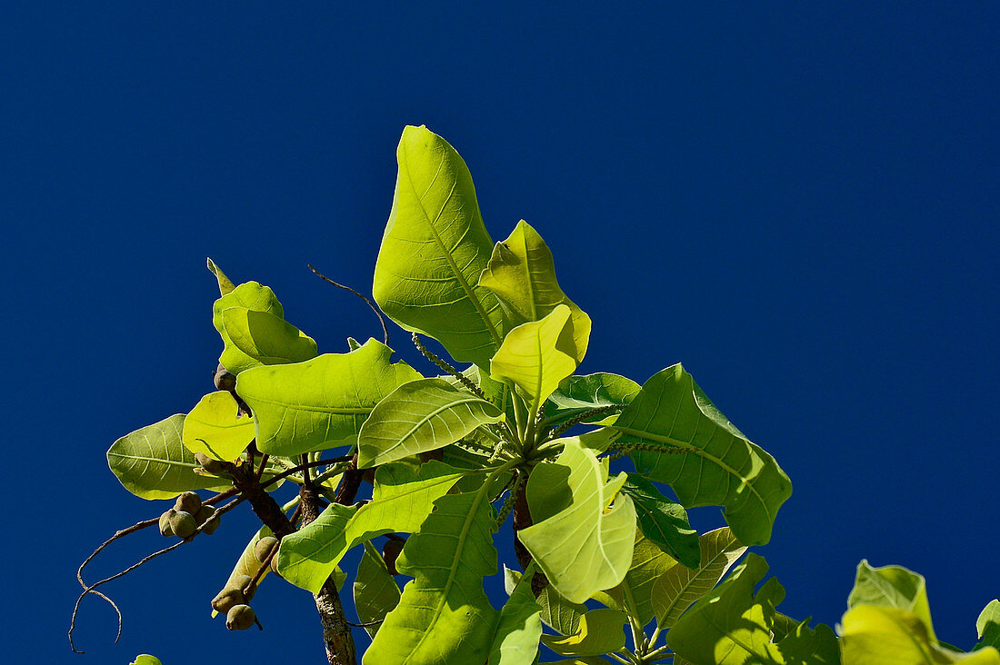 Branches and leaves of the Cockatoo Plum Tree against a deep blue sky, Litchfield National Park, Northern Territory, Australia