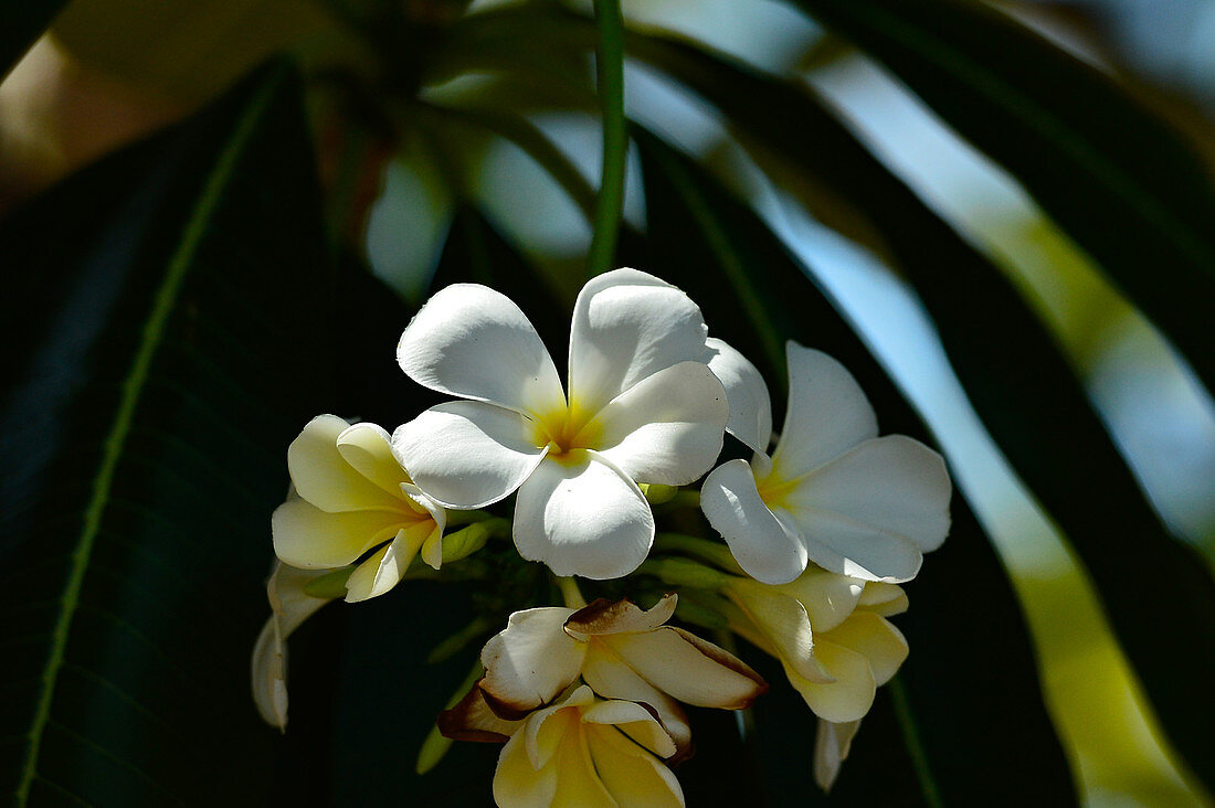 Tropical white flower in the sunlight, at Timber Creek, Northern Territory, Australia