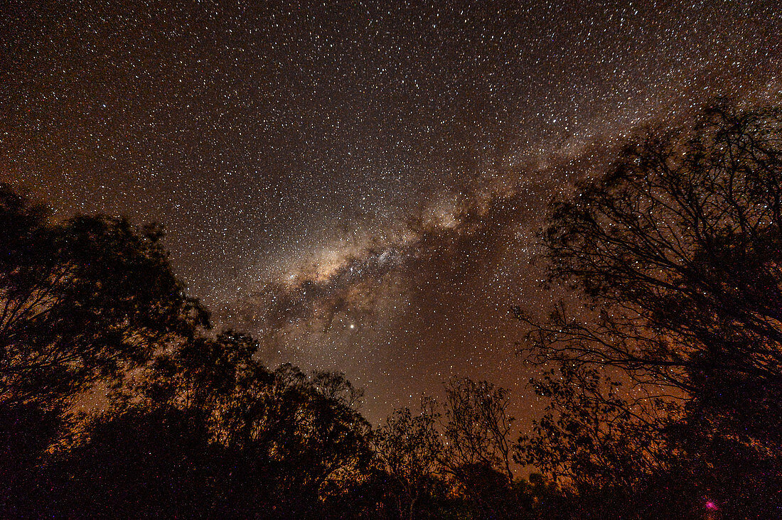 Sternenhimmel mit der Milchstrasse und Baumwipfeln bei Edith Falls, Northern Territory, Australien