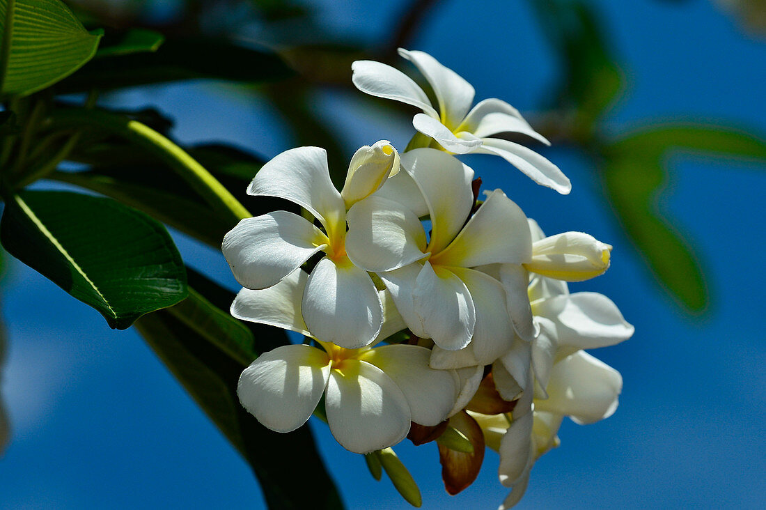 Blüten leuchten gelblich-weiß in der Sonne, Darwin, Northern Territory, Australien
