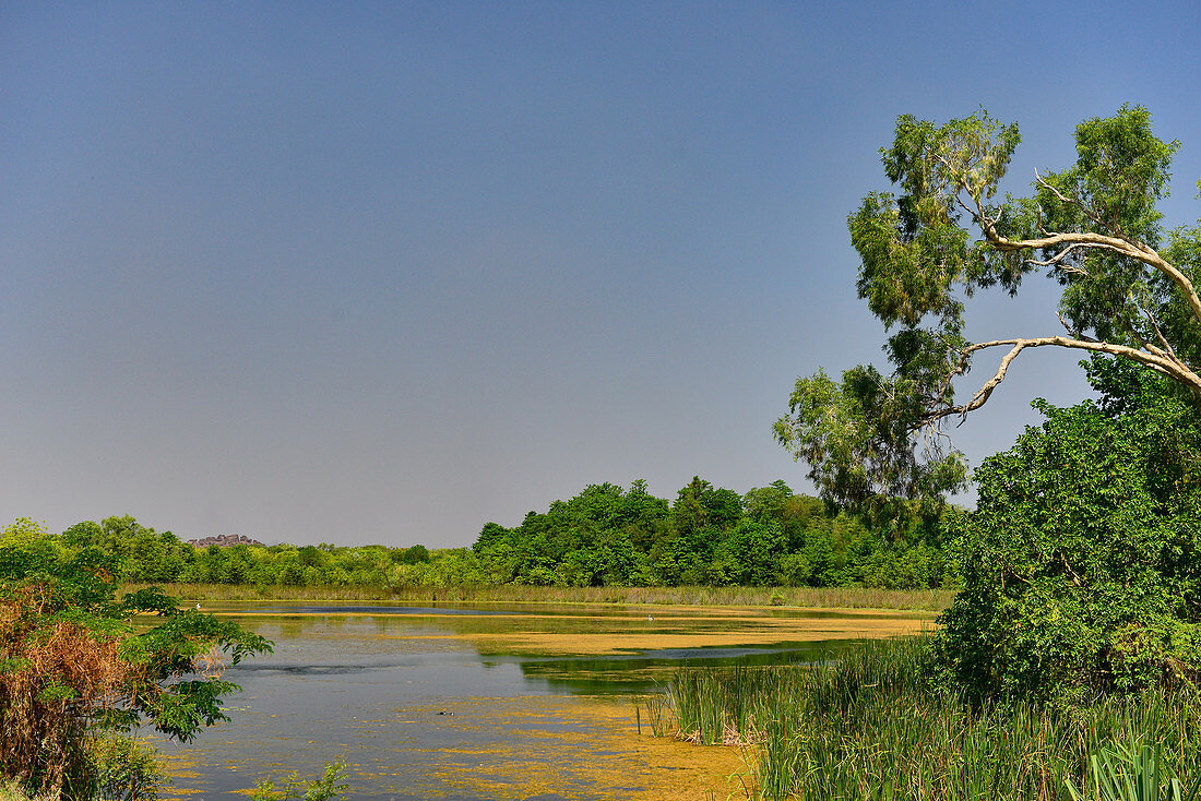 Ein See am Ord River mit Tropenvegetation, Kununurra, Western Australia, Australien