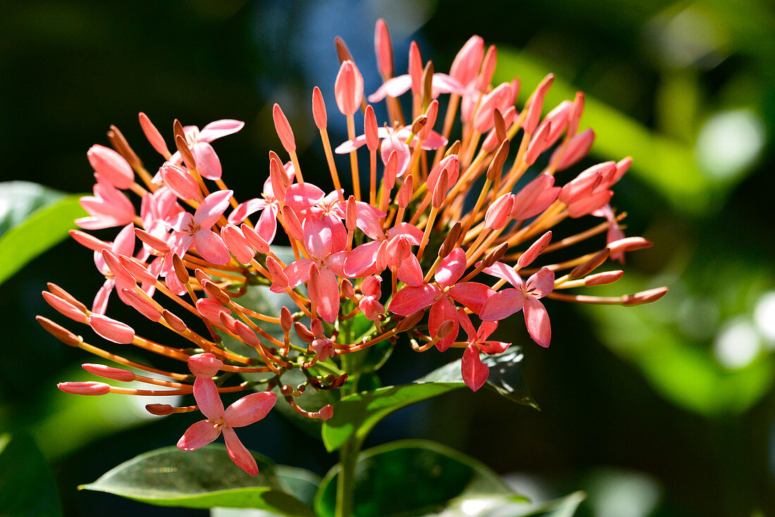 Tropical rose flower in close-up, at Kununurra, Western Australia, Australia