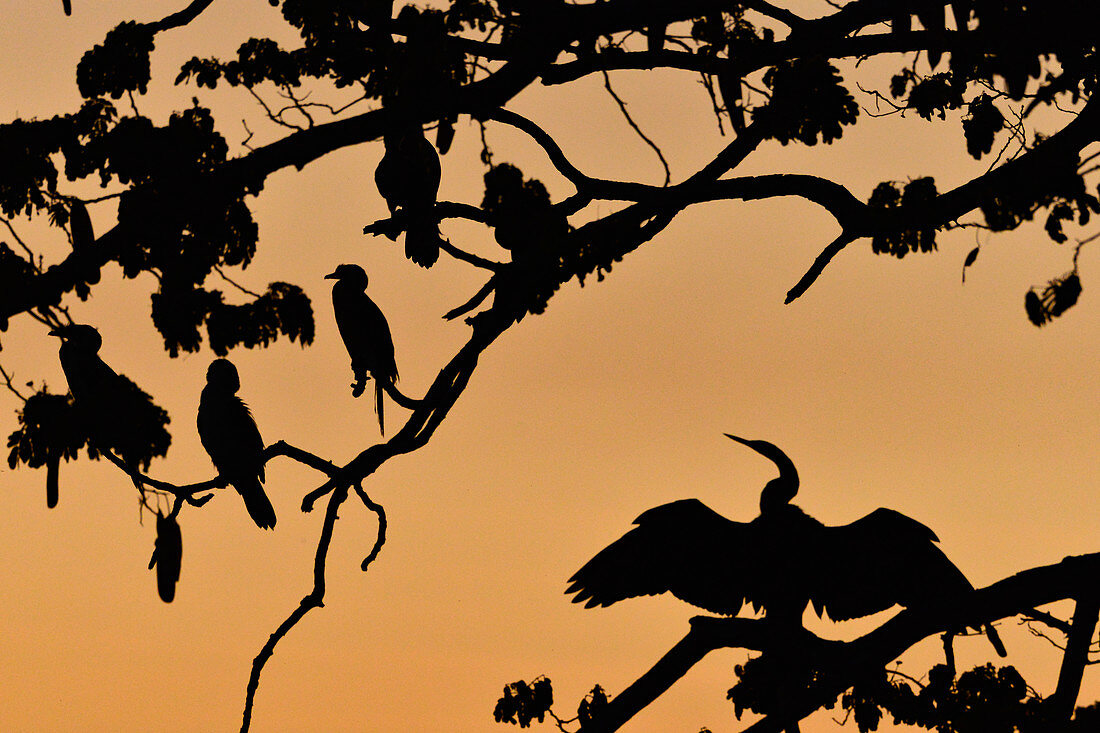 Vögel sitzen in einem Baum in der Abenddämmerung, Kununurra, Western Australia, Australien