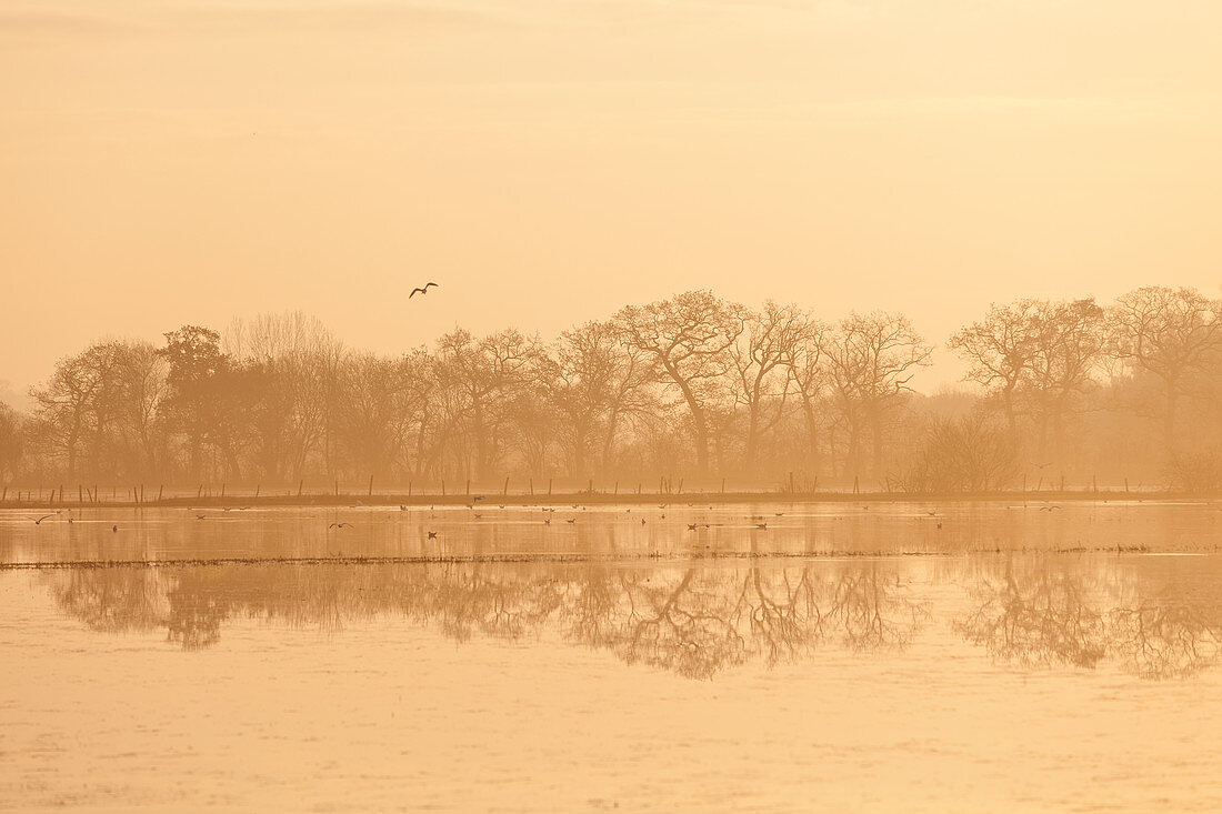 Eichen am Rand des Sumpfes Marais du Cotentin et du Bessin spiegeln sich im Wasser der überfluteten Felder im Winter. Calvados, Normandie