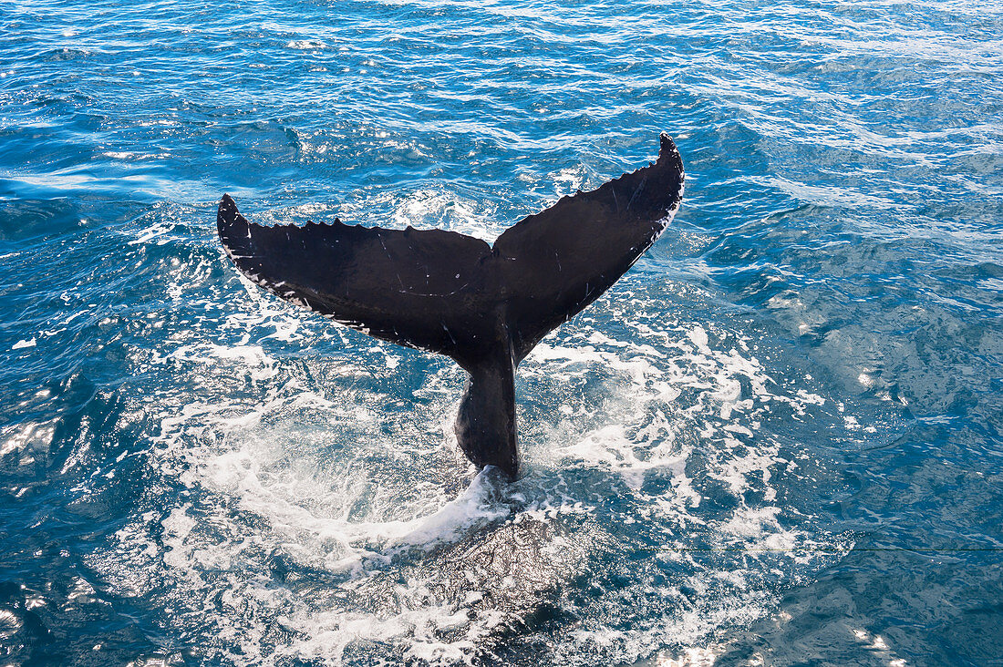 Tail fluke of a humpback whale (Megaptera novaeangliae), Queensland, Australia