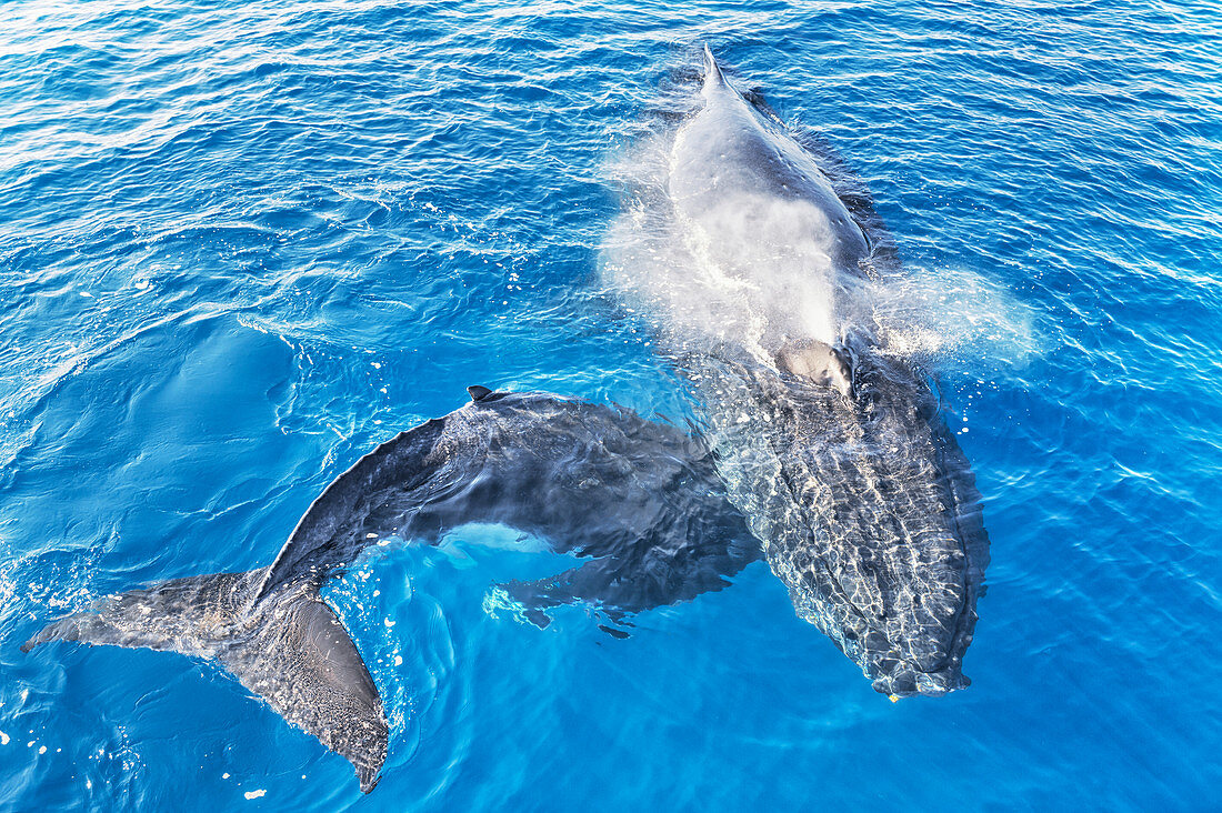 Humpback Whales (Megaptera novaeangliae), Mother and Calf surfacing and exhaling, Hervey Bay, Queensland, Australia