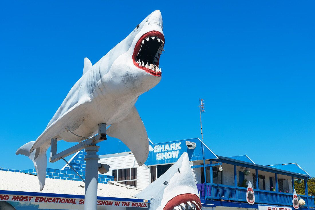 Great White Shark Expo shark show, Hervey Bay, Queensland, Australia