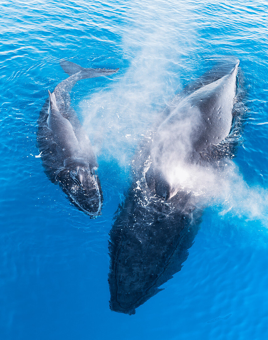 Humpback Whales (Megaptera novaeangliae), Mother and Calf surfacing and exhaling, Fraser island, Queensland, Australia