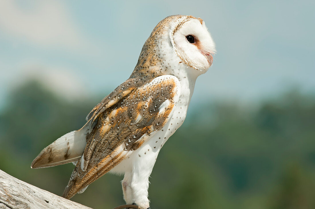 Barn Owl (Tyto alba), Lone Pine Koala Sanctuary, Brisbane, Queensland, Australia 