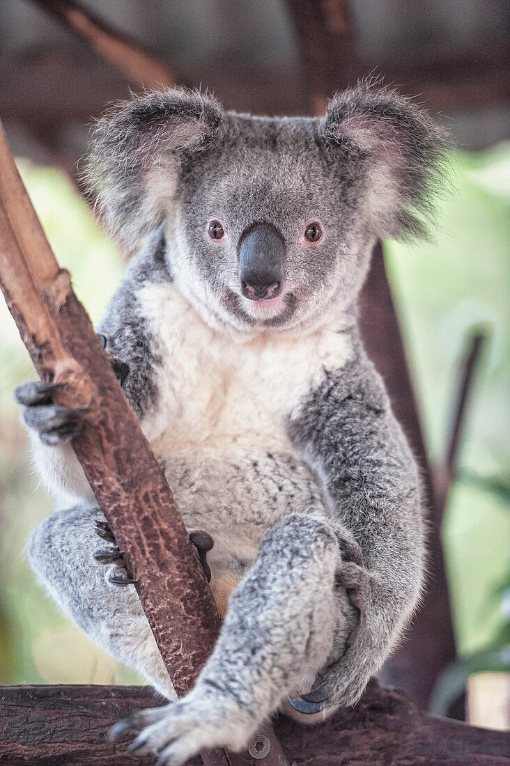 Koala (Phascolarctos Cinereous), Brisbane, Queensland, Australien