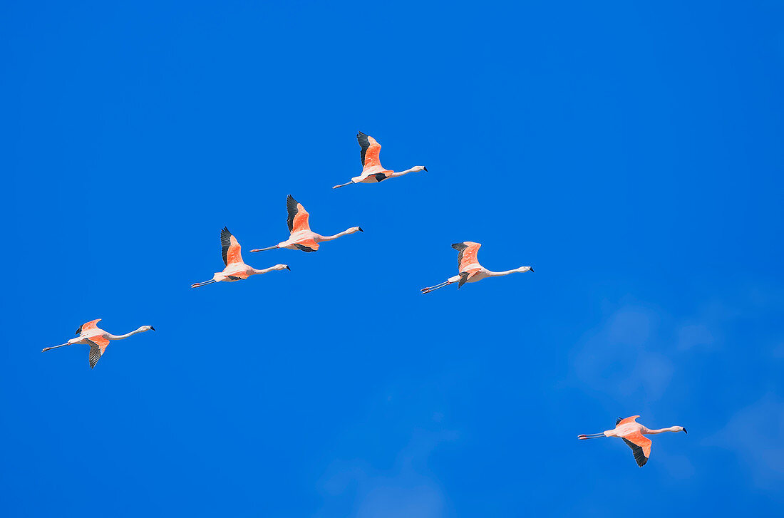 Gruppe chilenischer Flamingos (Phoenicopterus chilensis) im Flug, Nationalpark Torres del Paine, Chile, Südamerika