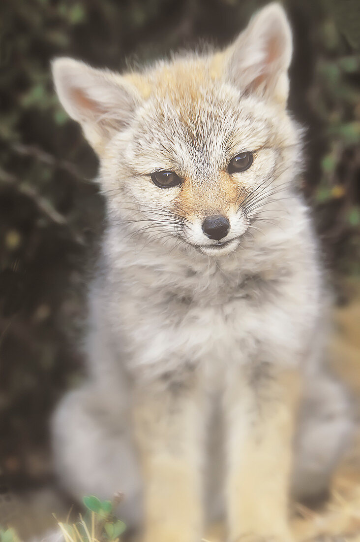 South American gray fox (Lycalopex griseus) kitten, Torres del Paine National Park, Chile, South America