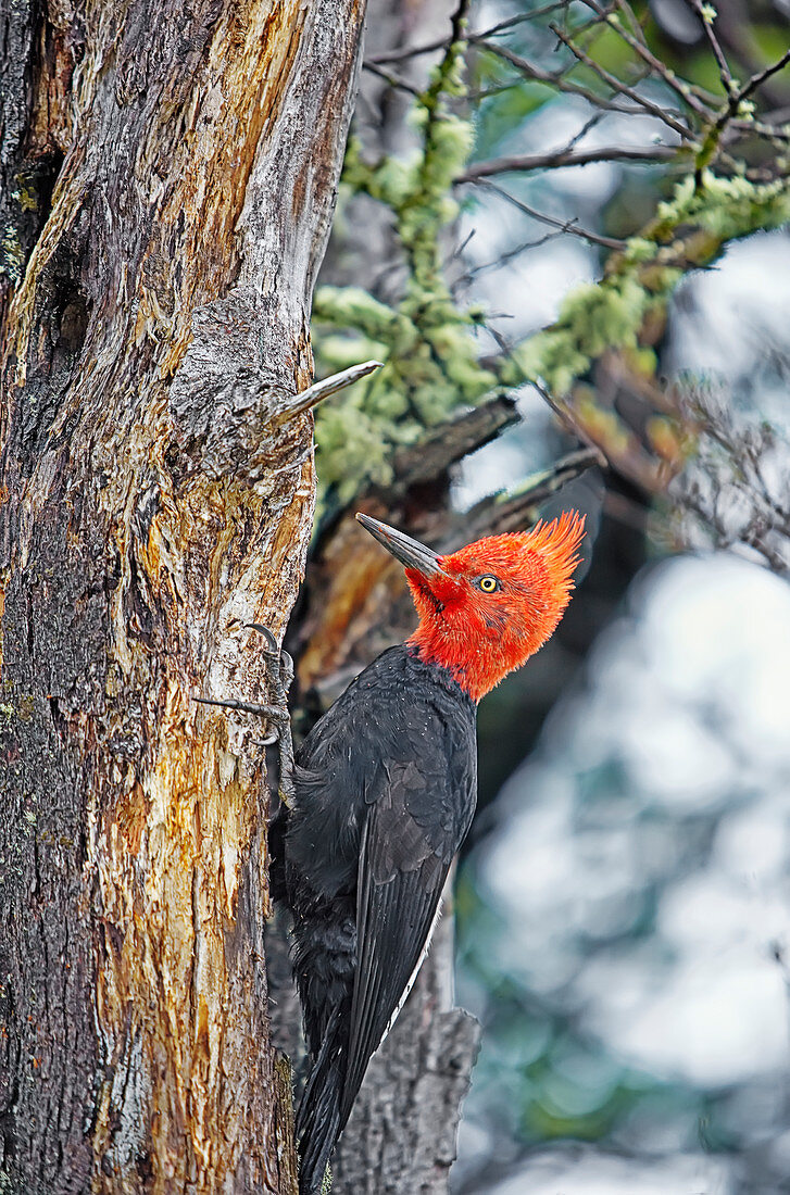 Male Magellanic Woodpecker,(Compephilus magellanicus), Lago Gray, Torres del Paine National Park, Patagonia, Chile, South America.