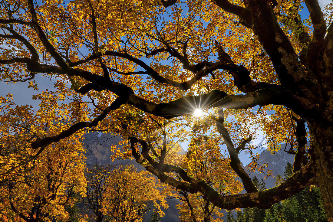 Bergahorn im herbstlichen Sonnenlicht, Eng Alm, Hinterriß, Karwendel, Tirol, Österreich