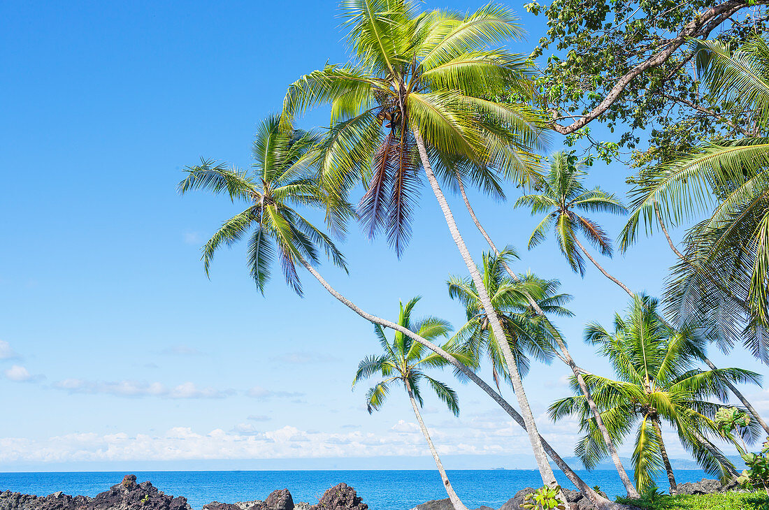 Beach with palm trees, Drake Bay, Corcovado National Park, Osa Peninsula, Costa Rica