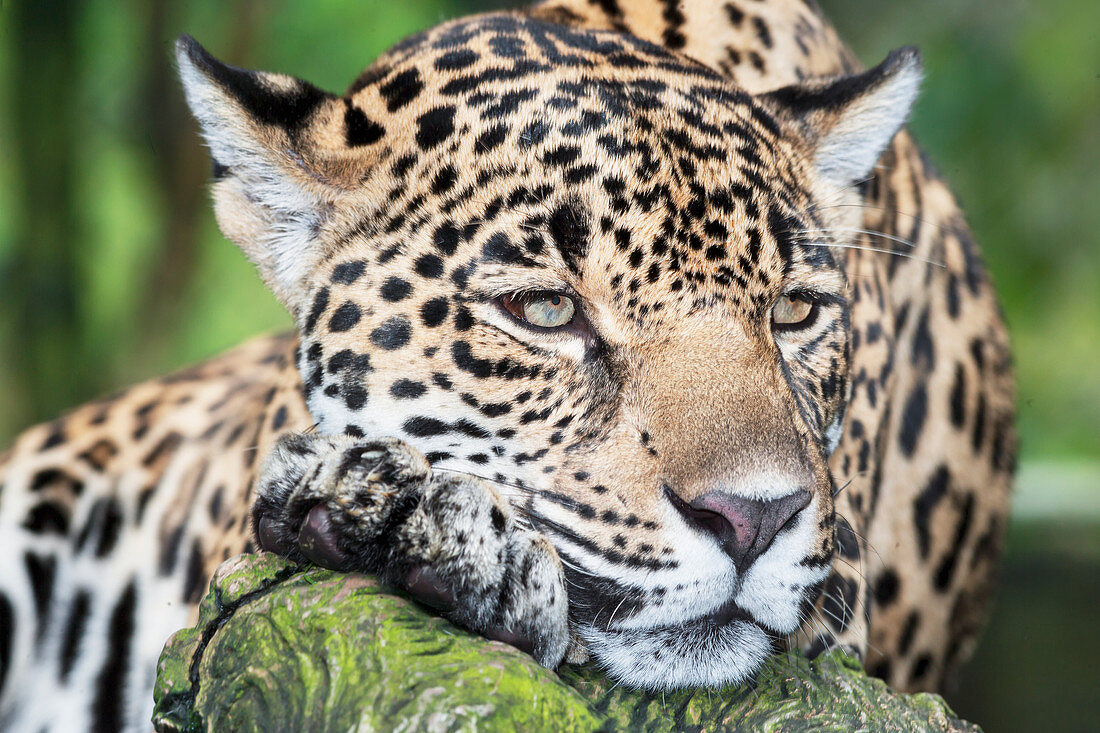 Erwachsener männlicher Jaguar (Panthera onca), Nahaufnahme, Costa Rica