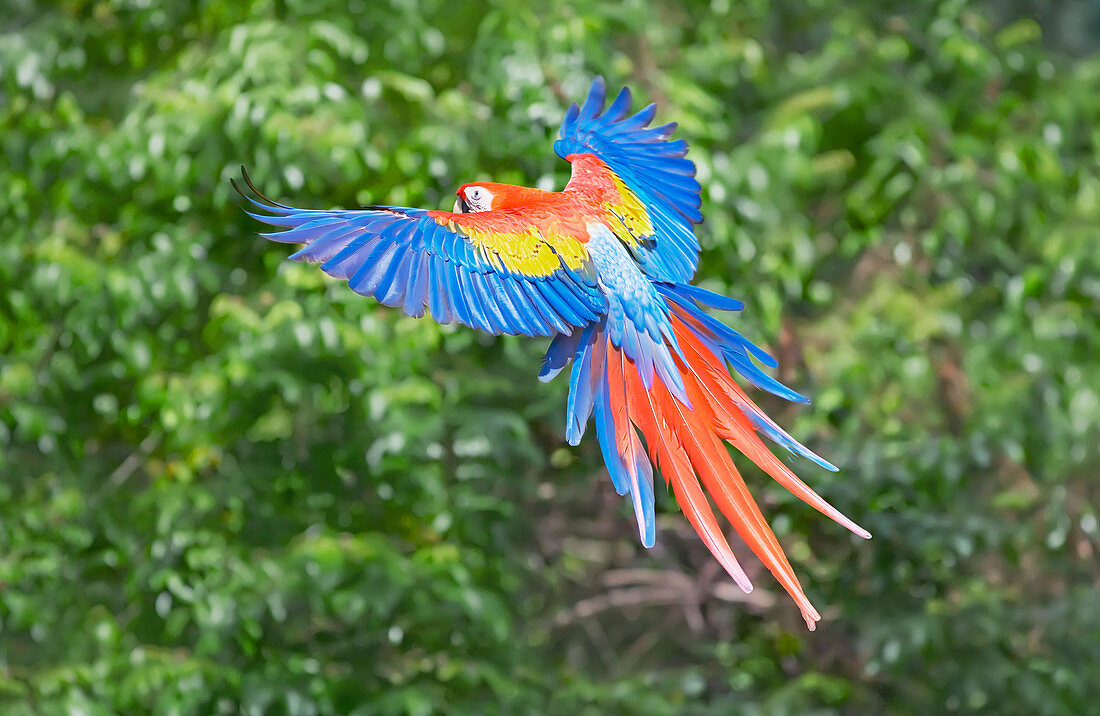 Scarlet Macaw (Ara macao) on flight, Corcovado National Park, Costa Rica