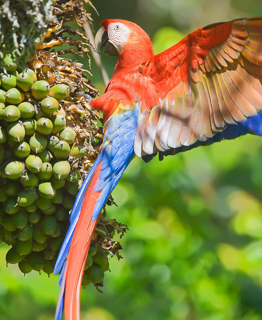 Scarlet Macaw (Ara macao) perching on a tree, Corcovado National Park, Osa Peninsula, Costa Rica