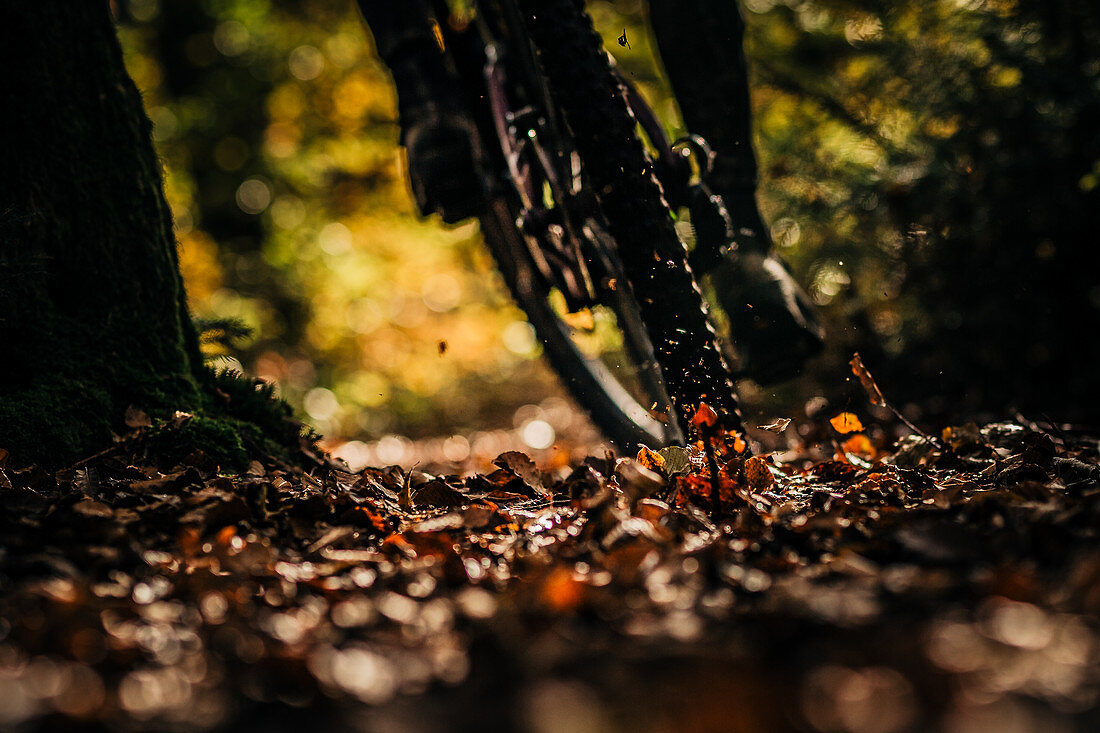 Nahaufnahme von Mountainbiker auf einem Laubbedeckten Trail