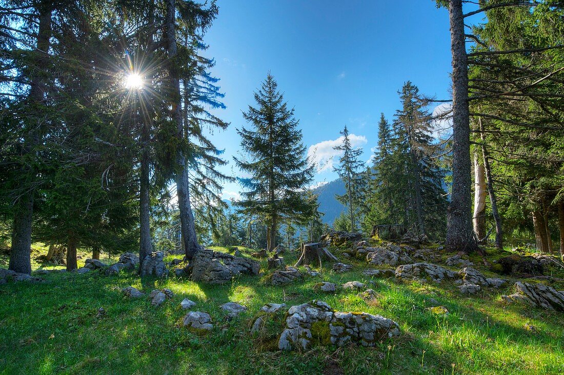 Frankreich, Haute Savoie, Glieres-Hochebene, Bornes-Massiv, Sonnenaufgang im Hochebenenwald