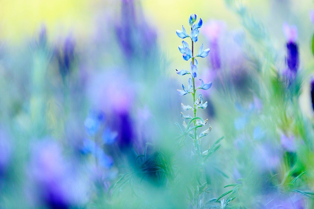 Frankreich, Corse du Sud, Pianotolli Cardarello, Blumen