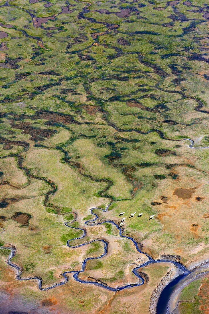 Frankreich, Gironde, Bassin d'Arcachon bei Ebbe vom Himmel aus gesehen, fliegende Schwäne (Luftaufnahme)