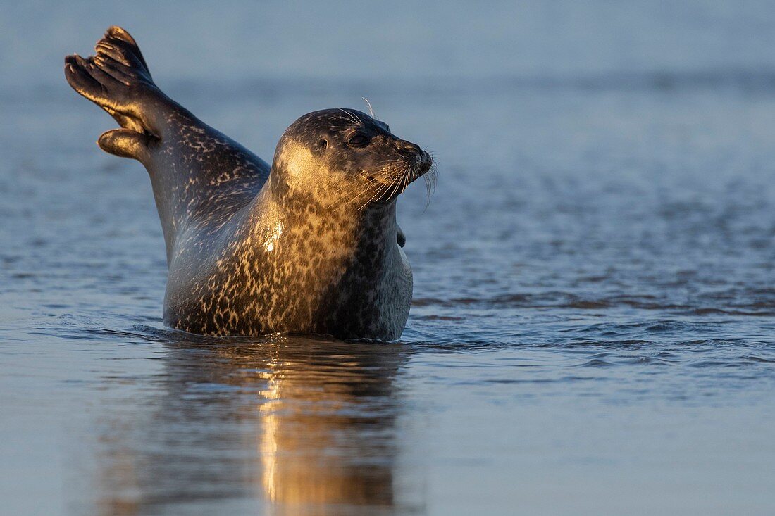 Frankreich, Pas de Calais, Côte d'Opal, Authie Bay, Berck sur mer, Seehund (Phoca vitulina), der bei Ebbe auf Sandbänken ruht