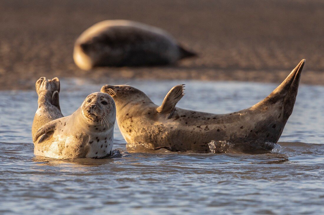 Frankreich, Pas de Calais, Côte d'Opal, Authie Bay, Berck sur mer, Seehund (Phoca vitulina), der bei Ebbe auf Sandbänken ruht