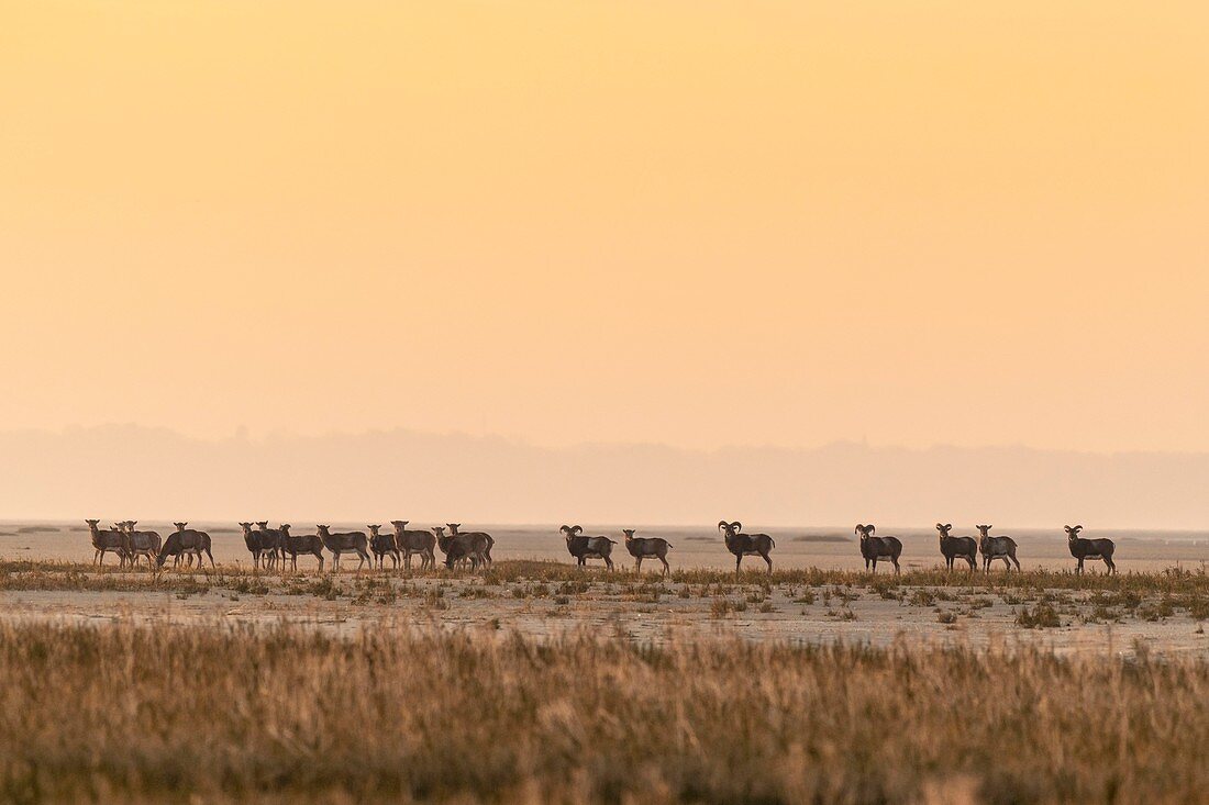 Frankreich, Somme, Somme-Bucht, Naturschutzgebiet der Somme-Bucht, Le Crotoy, Mufflons (korsischer Mufflon, Ovis orientalis musimon) Nachdem sie an einem Tag der Jagd Zuflucht im Naturschutzgebiet in der Somme-Bucht gefunden hatten, wurden die Mufflons in eingeführt die 1980er Jahre für die Jagd und ökologische Beweidung in einem privaten Gebiet in der Nähe des Reservats