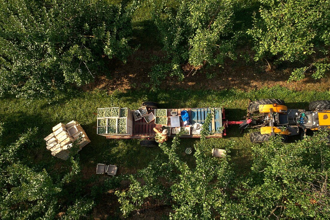 France, Tarn et Garonne, Sainte Thecle, Pierre Billard farm, producer of plums Queen Claude, certified red label, harvest, Aerial view