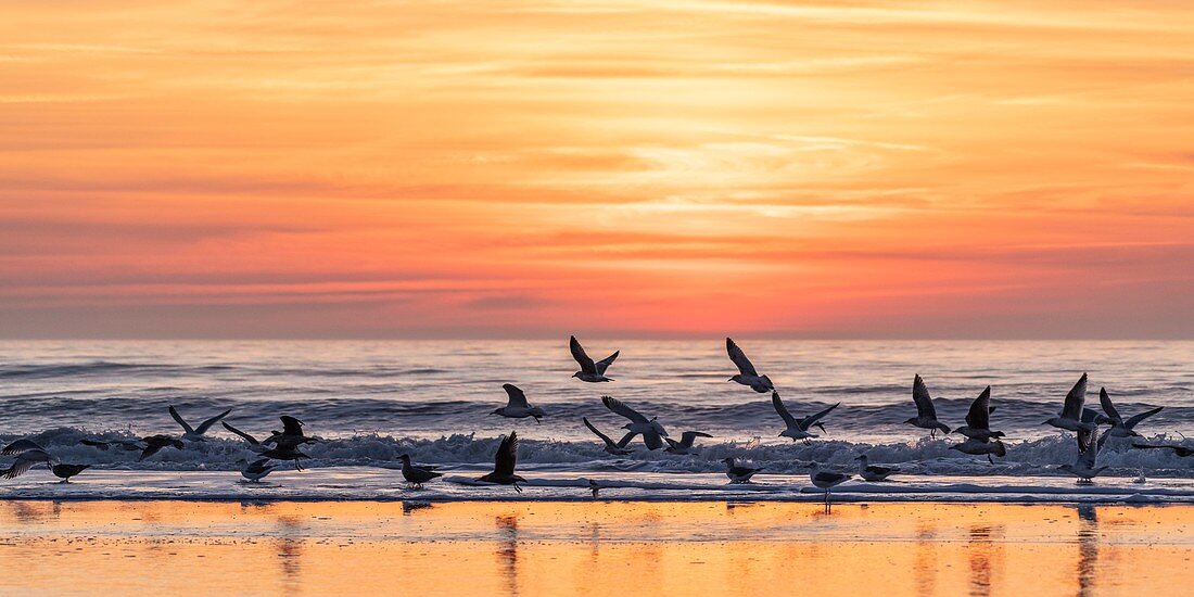 Frankreich, Somme, Bucht der Somme, Quend Plage, Seevögel (Möwen und Lachmöwen) am Strand bei Sonnenuntergang