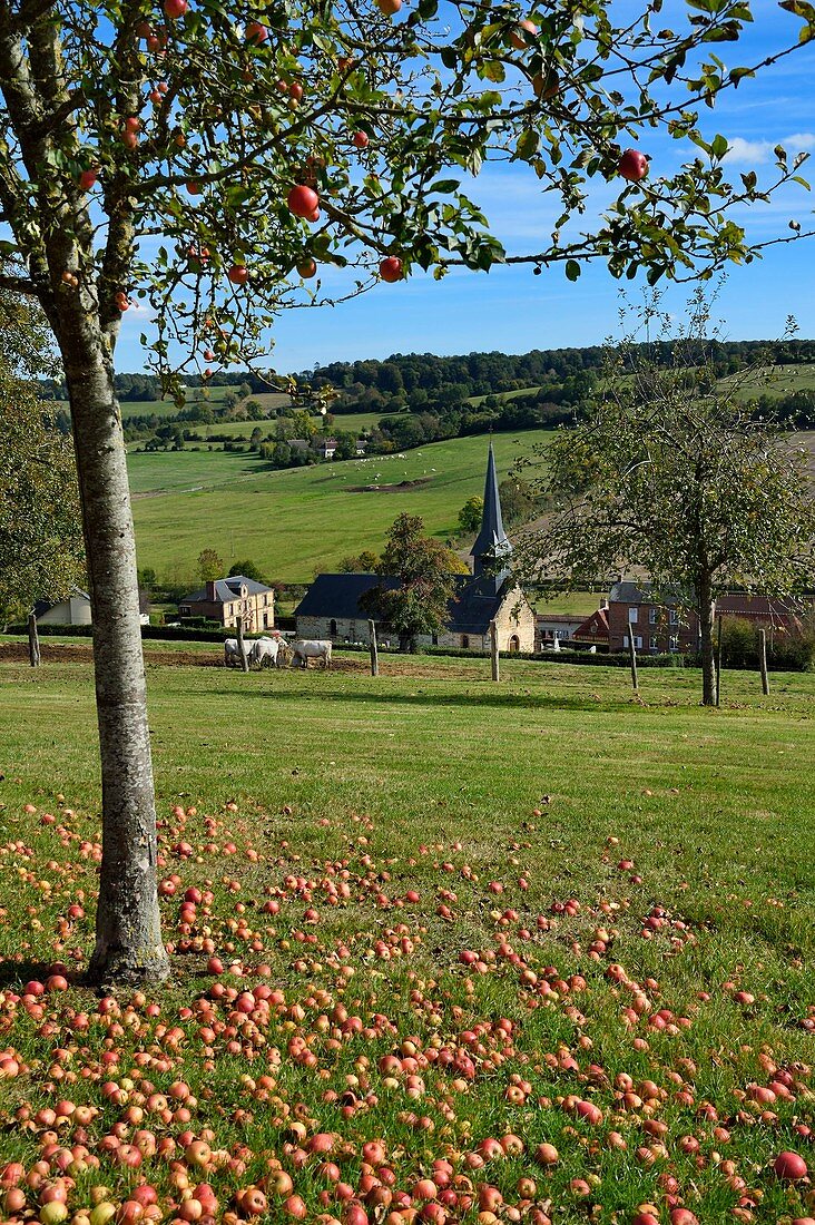 Frankreich, Orne, Pays d'Auge, Dorf de Camembert
