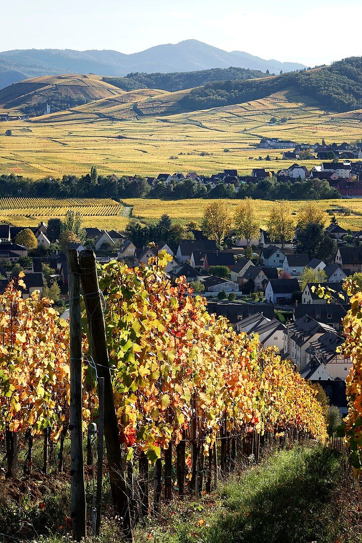 Frankreich, Haut Rhin, Sigolsheim, Weinberge im Herbst